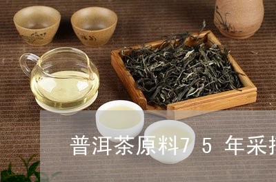 普洱茶原料75年采摘/2023092568293