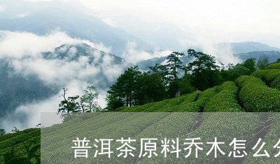 普洱茶原料乔木怎么分/2023101762926