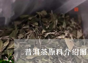 普洱茶原料介绍图解文字/2023110349693