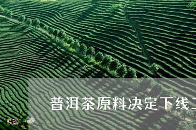 普洱茶原料决定下线工艺决定上限/2023060311727