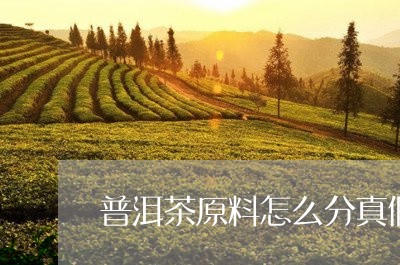 普洱茶原料怎么分真假/2023062570383