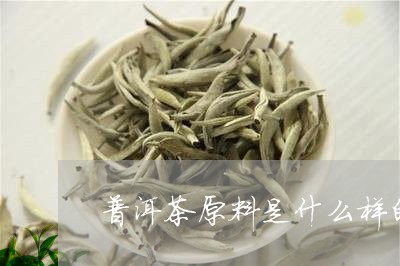 普洱茶原料是什么样的/2023092738504