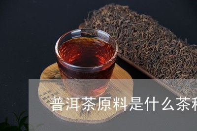 普洱茶原料是什么茶种的/2023120790313