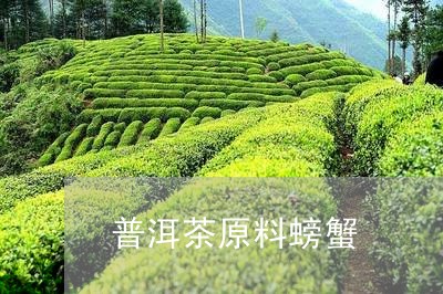 普洱茶原料螃蟹/2023091454836