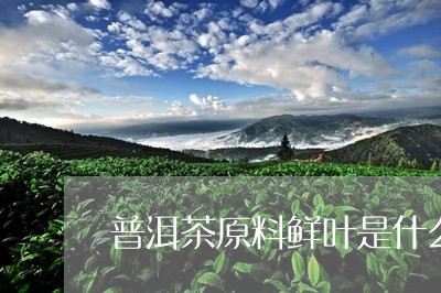 普洱茶原料鲜叶是什么/2023062924148