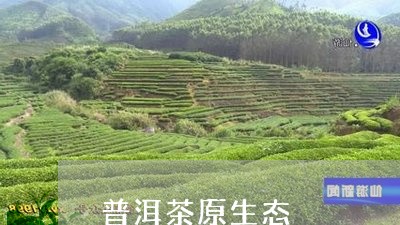 普洱茶原生态/2023042905015