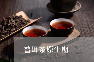 普洱茶原生期/2023042686448