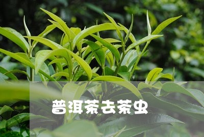 普洱茶去茶虫/2023042850160