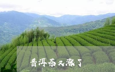 普洱茶又涨了/2023042763502