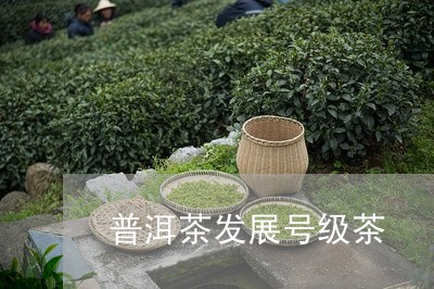 普洱茶发展号级茶/2023120450725