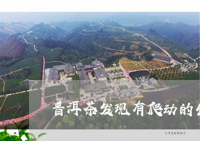 普洱茶发现有爬动的生物吗/2023112835139