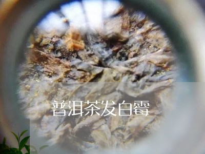 普洱茶发白霉/2023042701879