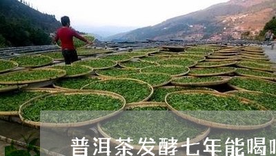 普洱茶发酵七年能喝吗/2023061516049