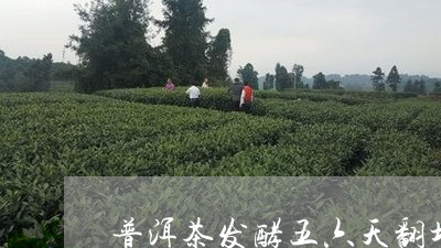 普洱茶发酵五六天翻堆/2023073123159