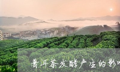 普洱茶发酵产生的影响/2023062596260