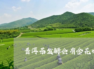 普洱茶发酵会有金花吗/2023080253926