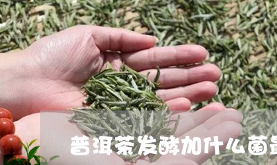 普洱茶发酵加什么菌最好/2023081785938