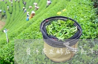 普洱茶发酵后汤色浑浊/2023062358269