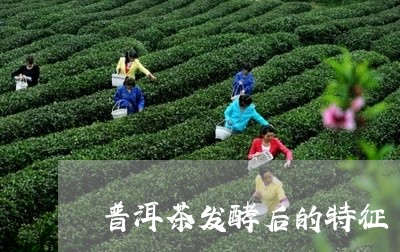 普洱茶发酵后的特征/2023120545137