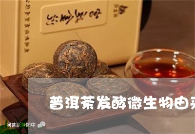 普洱茶发酵微生物由来/2023062424926