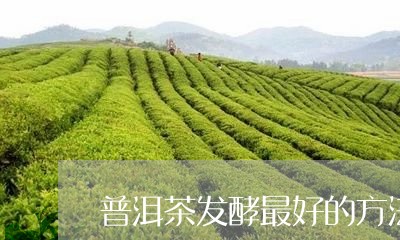 普洱茶发酵最好的方法/2023100688271