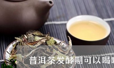 普洱茶发酵期可以喝吗/2023092820928