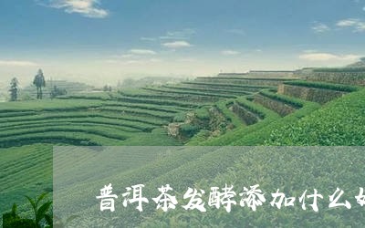 普洱茶发酵添加什么好喝/2023102583946