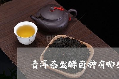 普洱茶发酵菌种有哪些特点/2023112507389