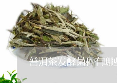 普洱茶发酵菌种有哪些种类/2023112554148