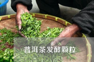 普洱茶发酵颗粒/2023120379370