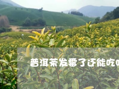 普洱茶发霉了还能吃吗/2023073171893