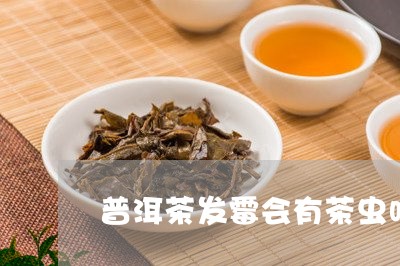 普洱茶发霉会有茶虫吗/2023080329715