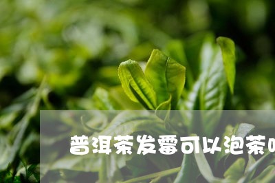 普洱茶发霉可以泡茶吗/2023062712047