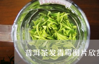 普洱茶发青霉图片欣赏/2023080168481