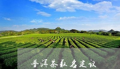 普洱茶取名建议/2023120325037