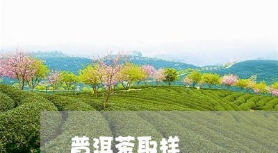 普洱茶取样/2023121667370