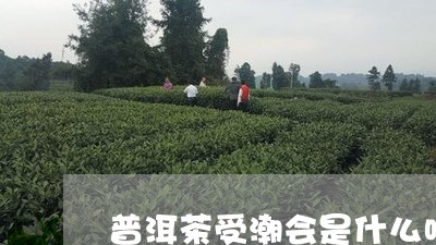 普洱茶受潮会是什么味/2023062265037