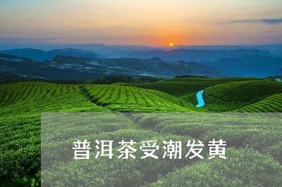 普洱茶受潮发黄/2023120374716