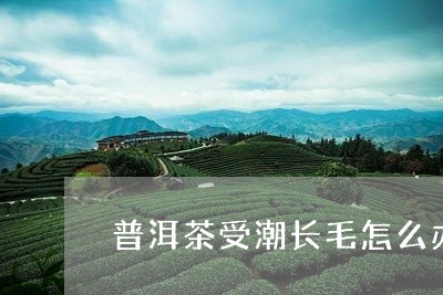 普洱茶受潮长毛怎么办/2023073105071