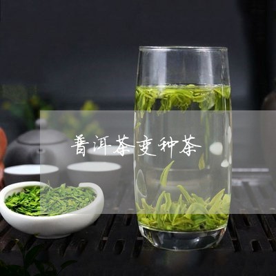 普洱茶变种茶/2023042820496