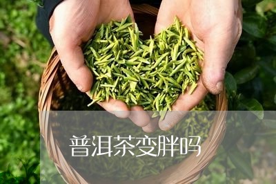 普洱茶变胖吗/2023042515379