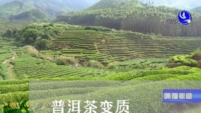 普洱茶变质/2023090635138