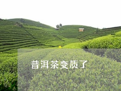 普洱茶变质了/2023042777778