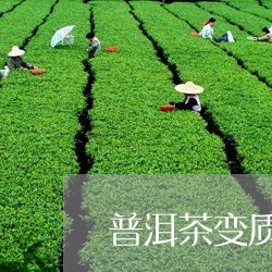 普洱茶变质后还能喝吗/2023072480581