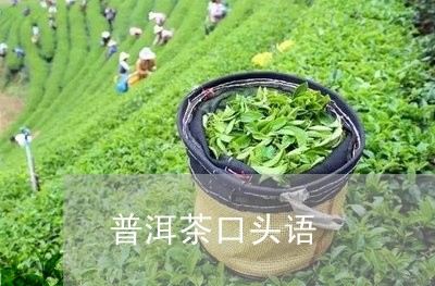 普洱茶口头语/2023042512488