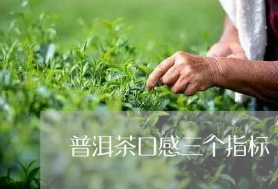 普洱茶口感三个指标/2023120543028