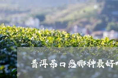 普洱茶口感哪种最好喝的/2023121651481