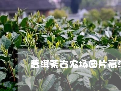 普洱茶古农场图片高清版/2023112707371