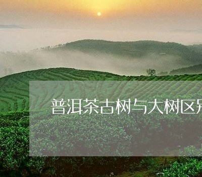 普洱茶古树与大树区别/2023062219303