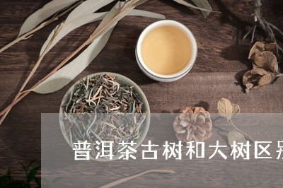 普洱茶古树和大树区别/2023092894615